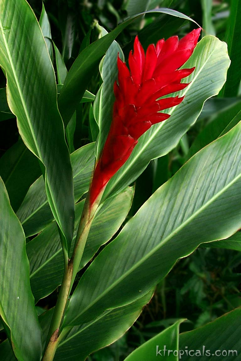 Learn About Ginger Flowers Kalani