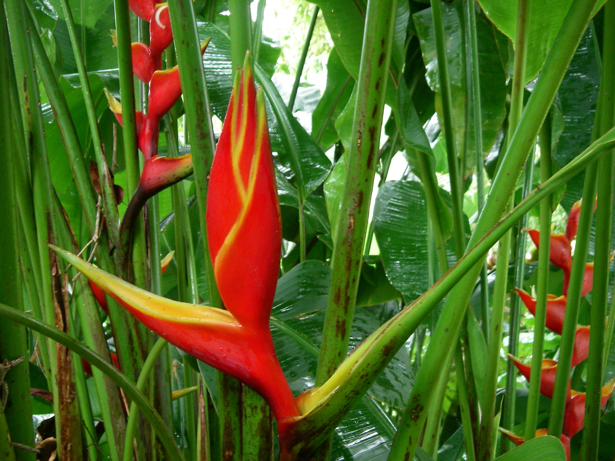 Exotic Heliconia flowers – Kalani Tropicals