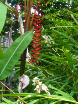 Longissima Red Wings Pendent Heliconia