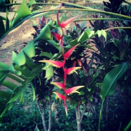 Long Temptress Pendent Heliconia Flower