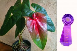 Madame Pele Best in Show Award Kalani Tropicals Anthurium Plant