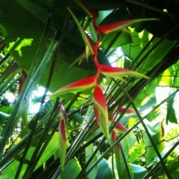 Temptress Pendent Heliconia Flower Opening