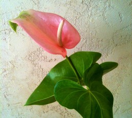 Pink Obake Anthurium Flower